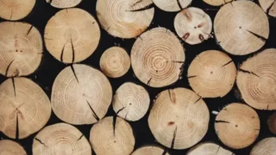 Was ist Modal? Material-Guide für Unterwäsche aus Buchenholz