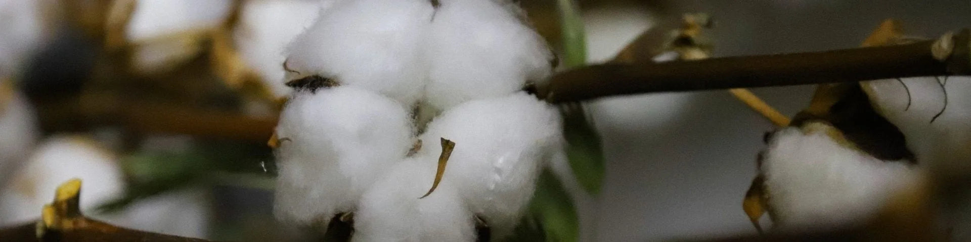 Nahaufnahme einer Baumwollpflanze mit offener Knospe