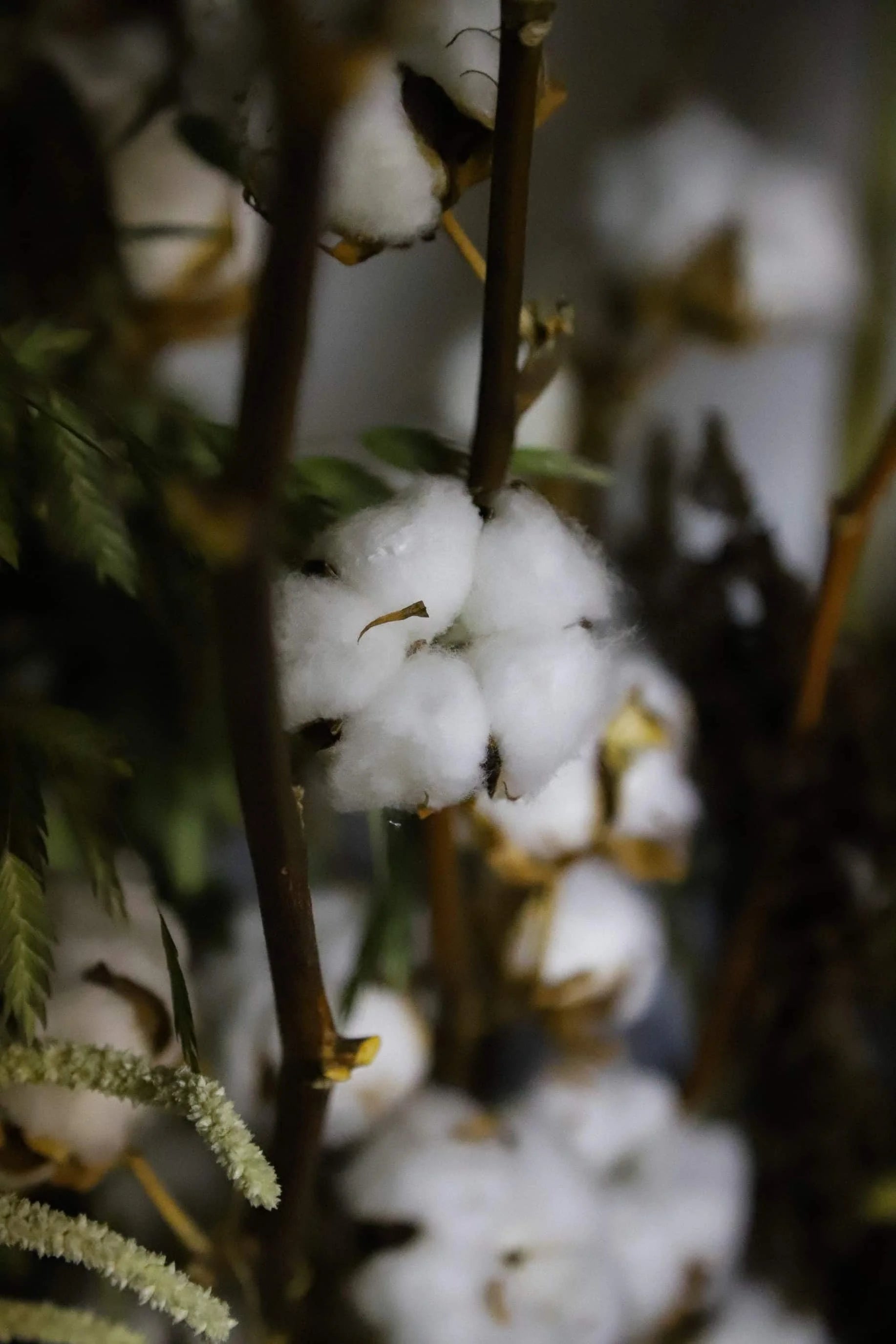 Nahaufnahme von Baumwolle – Cotton in Conversion Qualität
