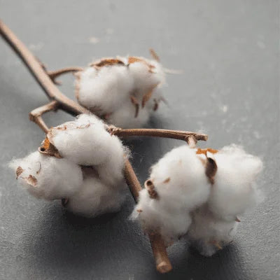 Illustration Cotton in Conversion – Baumwolle in der Umstellung auf Bio-Anbau
