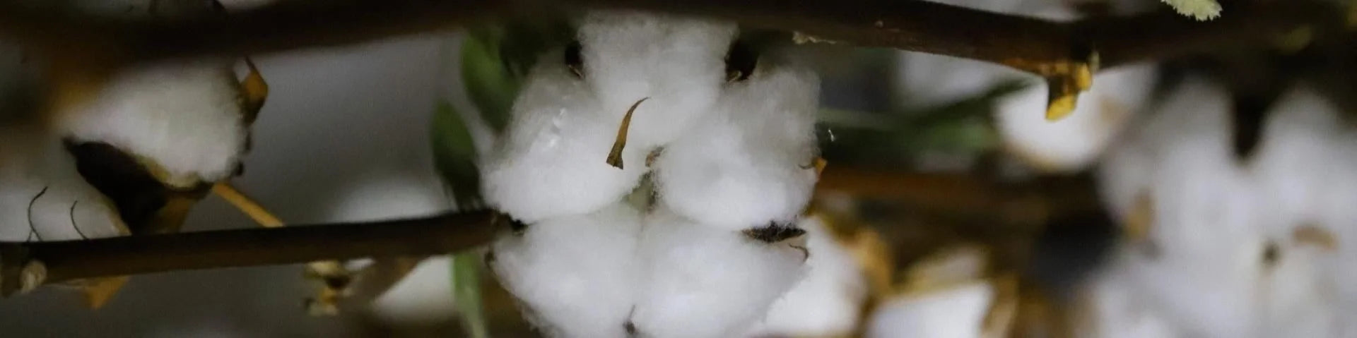 Nahaufnahme Baumwollpflanze – erlich textil Material & Pflege